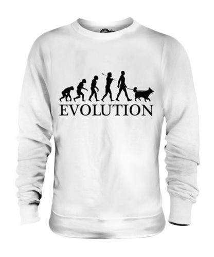 Shetland sheepdog évolution - shetland,