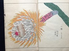 Japon Edo Illustrated book of flora HONZO ZIFU Color Woodblock print book Vol.33