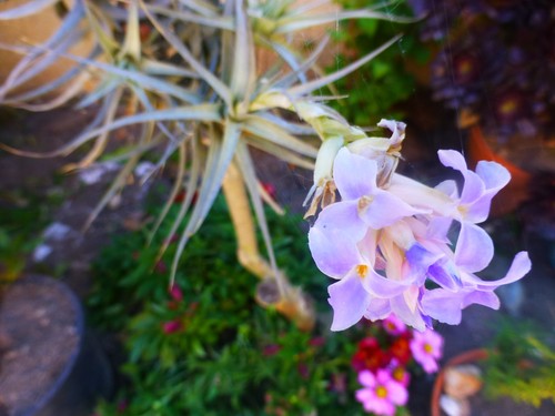 épyphites tillandsia avec - épyphites,