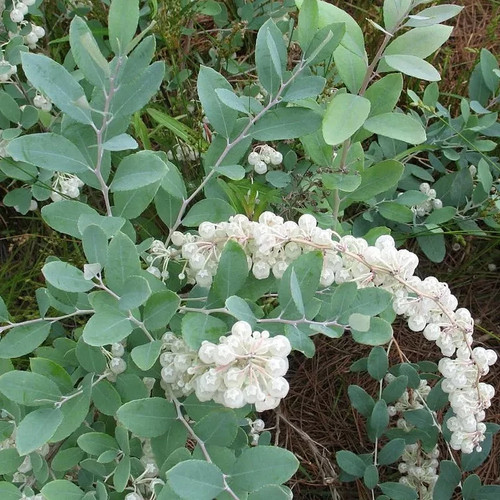 Zenobia pulverulenta blue - zenobia, 'blue