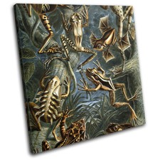 Botanical Frog Toad Vintage