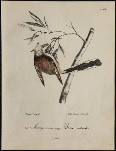 1830 mésange à - à, longue