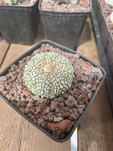 Cactus astrophytum asterias - cactus,