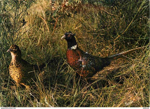 Carte postale animaux - carte,