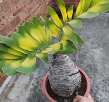12x18cm rare cacti zamia - rare,
