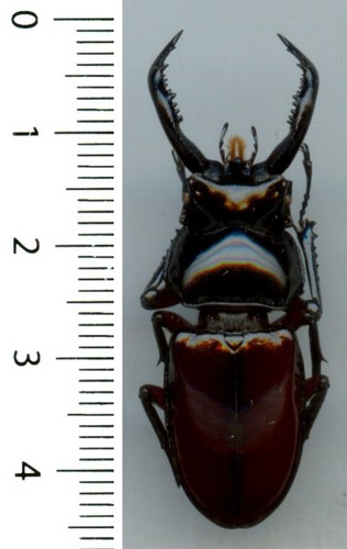 Lucanidae pseudorhaetus - lucanidae,
