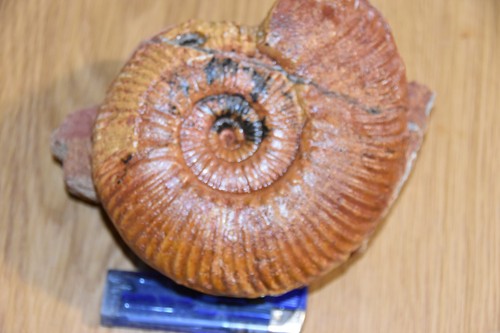 Grande ammonite hammatoceras - grande,