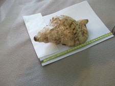 Grand coquillage Triton (Charonia) 25 cm – déco marine naturelle