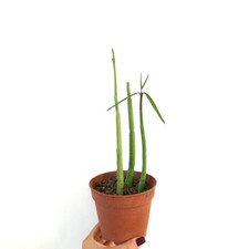 Ceropegia dichotoma 3 STEMS SELECTED - Plante chandelle des Canaries | Ceropegia