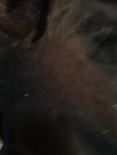 La Chimie De La Conscience - Le Mystère De La Glande Pinéale