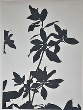 Plante Anonyme tirage argentique papier baryté années 1970 grand format