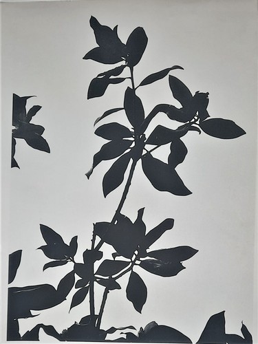 Plante anonyme tirage - plante,