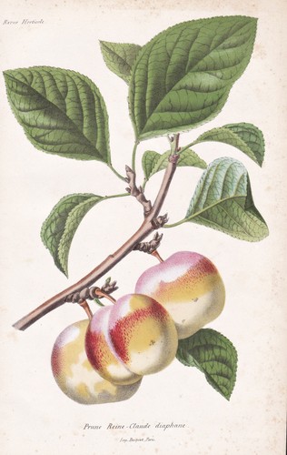 Pflaume plum fruit pomologie - pflaume,