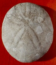 OURSIN FOSSILE ÉOCÈNE DE