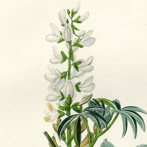 Botanique fleur lupin flore - botanique,