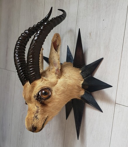 Taxidermie tête chevreuil - tête,