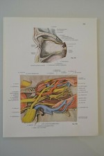 PLANCHE D'ANATOMIE HUMAINE