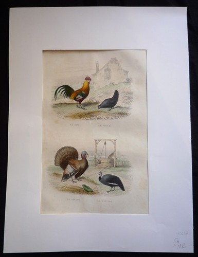Gravure traviès coq - de,