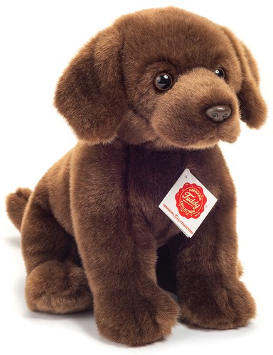 Chocolat labrador par teddy - labrador,