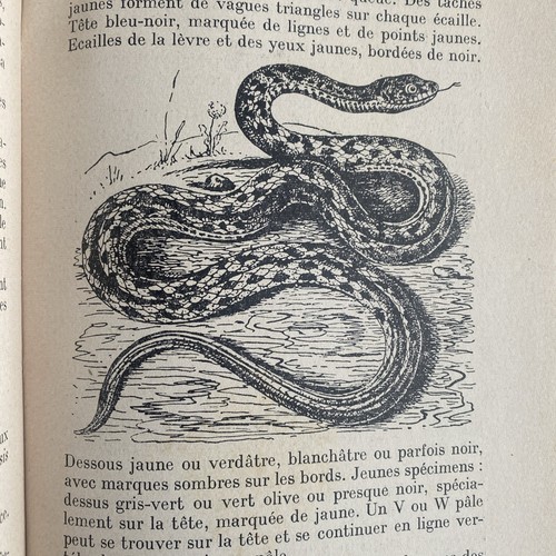 Leutscher alfred vivarium - alfred, le