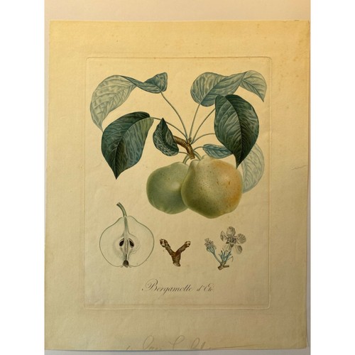 Poiteau pomologie - la,