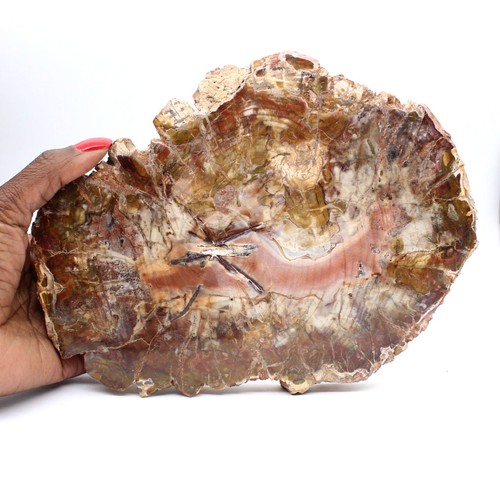 Bois fossile madagascar - fossile,
