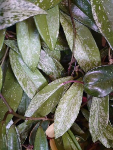 Hoya publicalix splash - publicalix,