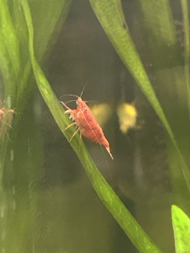 Crevettes neocaridina red - neocaridina,