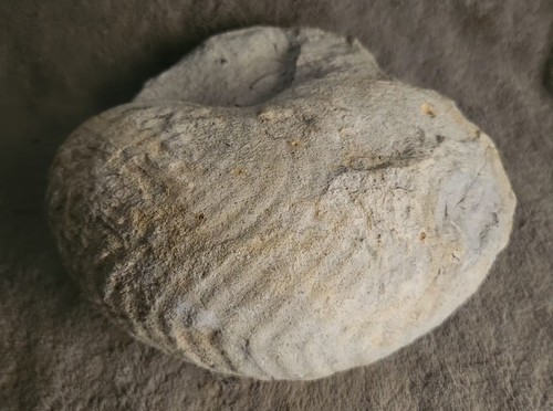 Pierres fossiles ammonite - pierres,