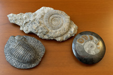 Lot de 3 fossiles authentiques – Trilobite + 2 ammonites - Dévonien & Jurassique