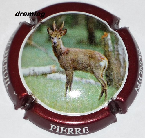 Capsule champagne mignon - capsule,