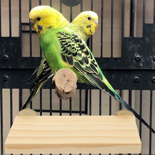 Perchoir oiseaux support - perchoir,