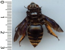 Abeille / Bee – MEGACHILE