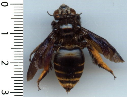Abeille bee megachile - abeille, –