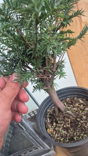 Bonsaï plante vivante - , pot