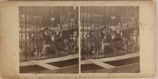 Cirque Circus Fleas Tigre Lion USA UK c1890 Photo Stereo Vintage Albumine n3