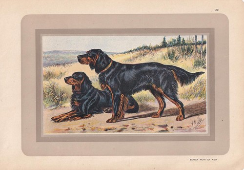 1931 gordon setter - setter,