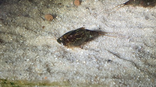 Crabes préhistoriques triops - préhistoriques,