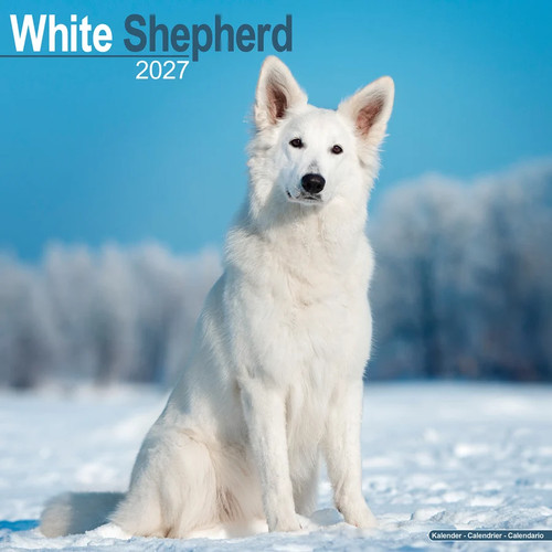 Calendrier 2027 berger blanc - -,