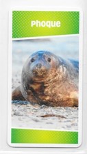 Carte Cartatoto - Phoque