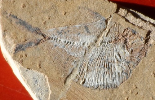 Poisson fossile crétacé - crÉtacÉ, du