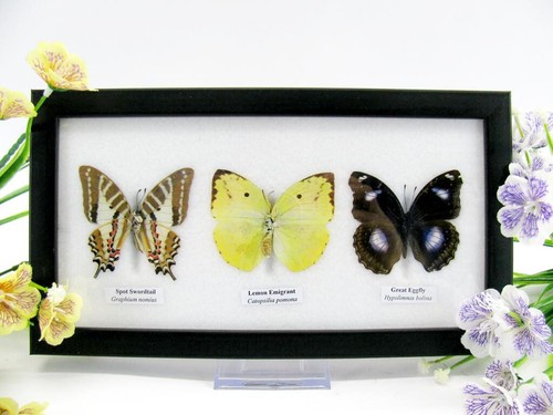 Vrais beaux papillons - 3,