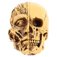  Crâne Humain Éducation