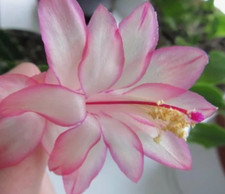 Schlumbergera- Epric Star. 1
