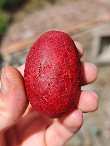 Rare authentique bezoard - authentique, rouge