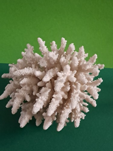 Joli corail blanc coraux - joli,