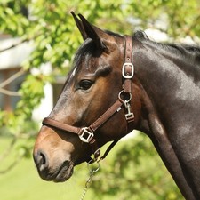 Eldorado Nylon Licol Lea -