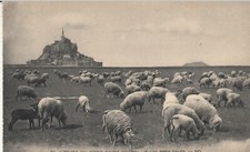 Carte postale ancienne LE MONT-SAINT-MICHEL les prés salés mouton brebis agneaux