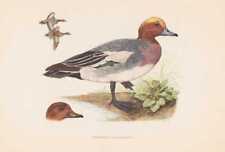 Poule D'Eau Anas Penelope Imprimé De 1953 Canard À Tête Noire Canard À Cou Roux