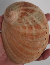 curiosité , taxidermie ,Coquillage : Abalone Laevigata (Haliotis)